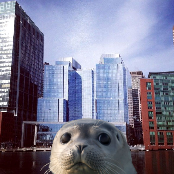 Seal on Fort Point Pier, photo by Friends of Fort Point Channel